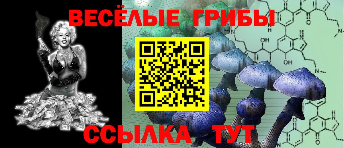 Галлюциногенные грибы Psilocybine cubensis Новозыбков